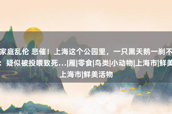 家庭乱伦 悲催！上海这个公园里，一只黑天鹅一刹不见了：疑似被投喂致死…|雁|零食|鸟类|小动物|上海市|鲜美活物